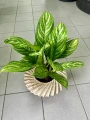 Aglaonema Stripes
