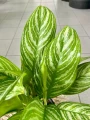Aglaonema Stripes