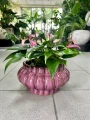 Anthurium Champion Zizou