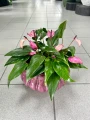 Anthurium Champion Zizou