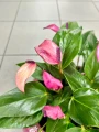 Anthurium Champion Zizou