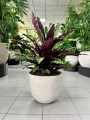 Calathea lancifolia XL