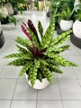 Calathea lancifolia XL