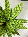 Calathea lancifolia XL