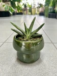 Gasteria Limifolia