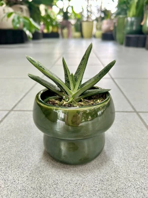 Gasteria Limifolia