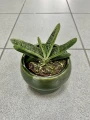 Gasteria Limifolia