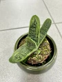 Gasteria Limifolia