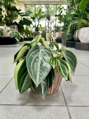 Peperomia Sarcophylla