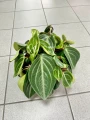 Peperomia Sarcophylla