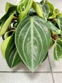 Peperomia Sarcophylla