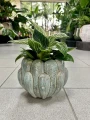 Philodendron Birkin