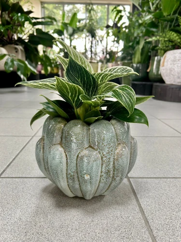 Philodendron Birkin