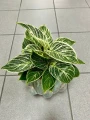 Philodendron Birkin