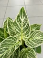 Philodendron Birkin