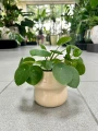 Pilea Peperomioides