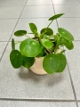 Pilea Peperomioides