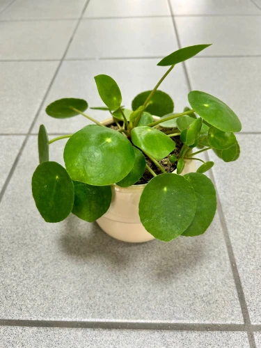 Pilea Peperomioides
