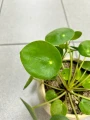 Pilea Peperomioides