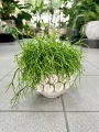 Rhipsalis Oasis Patyczak