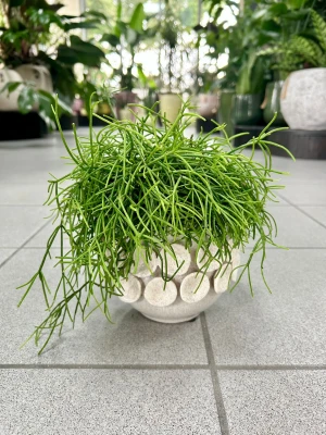Rhipsalis Oasis Patyczak