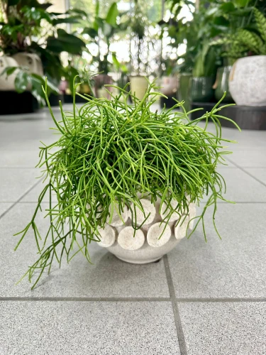 Rhipsalis Oasis Patyczak