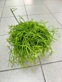 Rhipsalis Oasis Patyczak