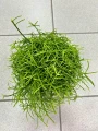 Rhipsalis Oasis Patyczak