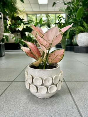 Aglaonema Rose Red