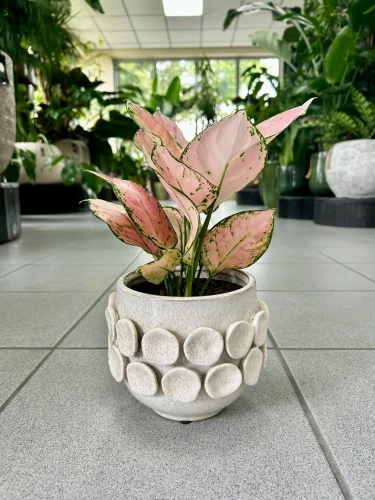 Aglaonema Rose Red