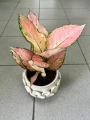 Aglaonema Rose Red