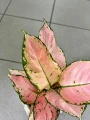 Aglaonema Rose Red