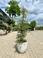 Acer palmatum, Klon palmowy Emerald Lace