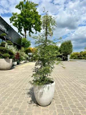 Acer palmatum, Klon palmowy Emerald Lace