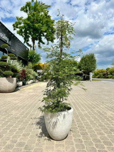 Acer palmatum, Klon palmowy Emerald Lace