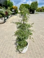 Acer palmatum, Klon palmowy Emerald Lace