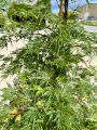 Acer palmatum, Klon palmowy Emerald Lace