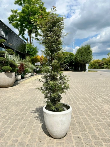Acer palmatum, Klon palmowy Jerre Schwartz