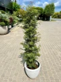 Acer palmatum, Klon palmowy Jerre Schwartz