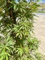 Acer palmatum, Klon palmowy Jerre Schwartz