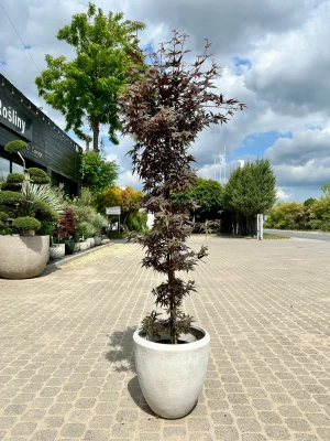 Acer palmatum, Klon palmowy Skeeters Broom