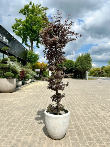 Acer palmatum, Klon palmowy Skeeters Broom
