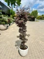 Acer palmatum, Klon palmowy Skeeters Broom
