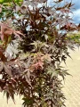 Acer palmatum, Klon palmowy Skeeters Broom