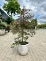 Acer palmatum, Klon palmowy Garnet
