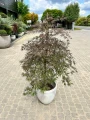 Acer palmatum, Klon palmowy Garnet