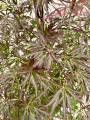Acer palmatum, Klon palmowy Garnet