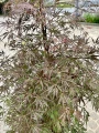 Acer palmatum, Klon palmowy Garnet