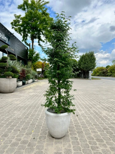 Acer palmatum, Klon palmowy Little Princess