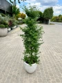 Acer palmatum, Klon palmowy Little Princess